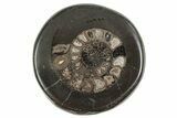 Polished Fossil Ammonite (Dactylioceras) Half - England #240743-1